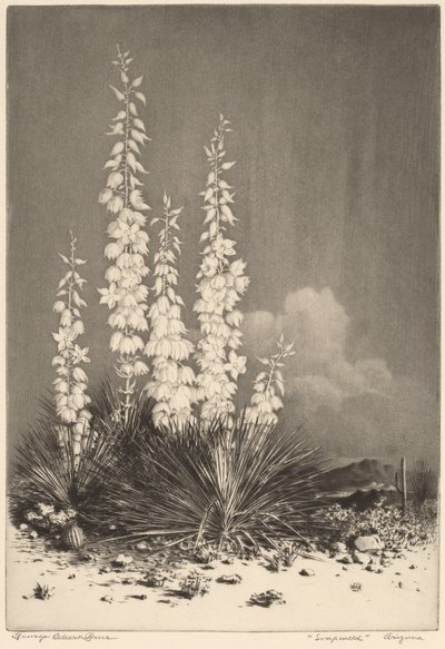 Soapweed, Arizona (nr. 2) af George Elbert Burr