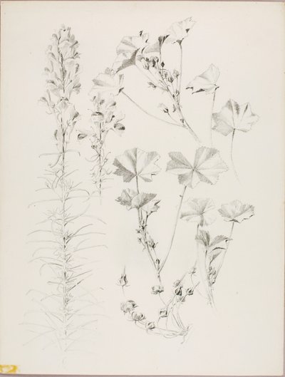 Uden titel (botanisk studie) af George Elbert Burr