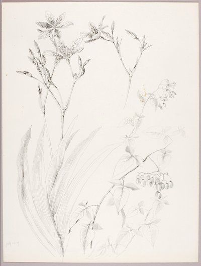 Uden titel (botanisk studie) af George Elbert Burr