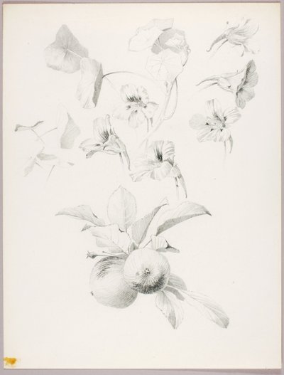Uden titel (botanisk studie) af George Elbert Burr