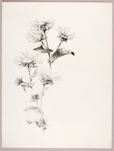 Uden titel (tusindfryd) af George Elbert Burr