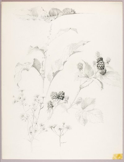 Uden titel (Tusindfryd og brombær) af George Elbert Burr