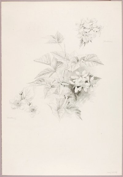Uden titel (Dewberry og Blackberry) af George Elbert Burr