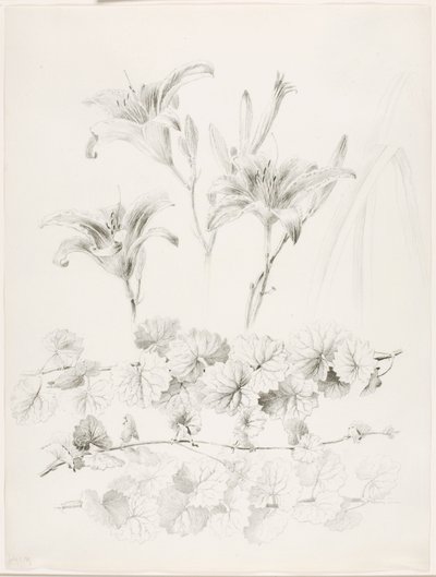 Uden titel (Liljer og vedbend) (Glecoma Hederacea) af George Elbert Burr