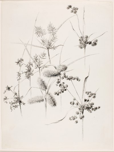 Uden titel (sivgræsser) af George Elbert Burr