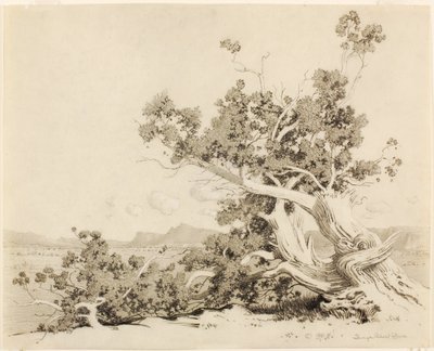 Uden titel (studie til Old Cedars, New Mexico) af George Elbert Burr
