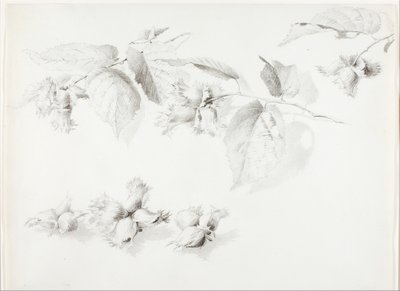 Uden titel (vild hasselnød, Corylus Americana) af George Elbert Burr