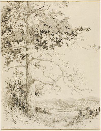 Uden titel (overføringstegning til Old Pine, Estes Park) af George Elbert Burr