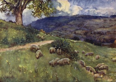 En Cotswold fåre græsgang af George Franck Nicholls