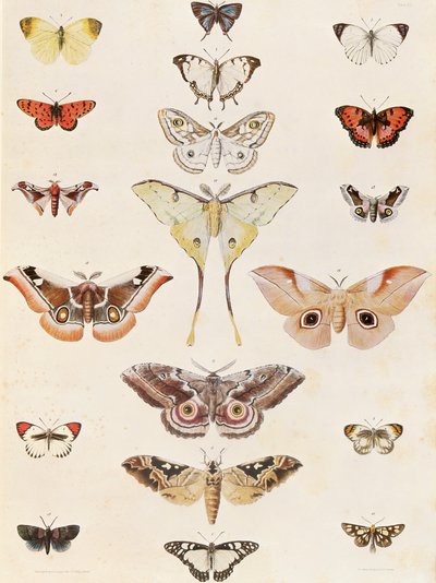 Lepidoptera fra Natal og Zulu-landet af George French Angas