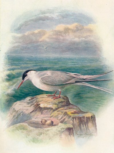 Arktisk tern - Sterna macrura, c1910, 1910 af George James Rankin