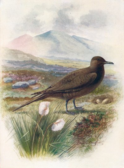 Arctic eller Richardsons Skua - Stercorarius crepidalus, c1910, 1910 af George James Rankin