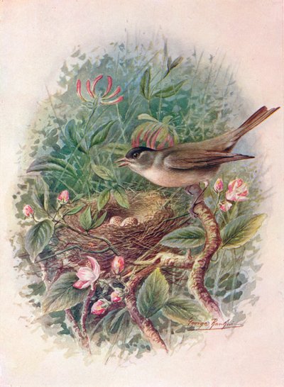 Blackcap - Sylvia atricapilla, c1910, 1910 af George James Rankin