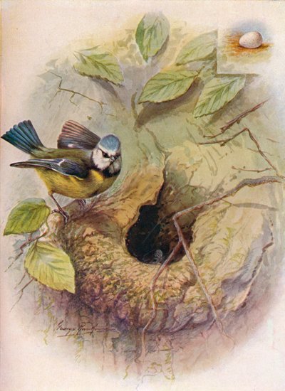 Blåmejse - Parus caeruleus, c1910, 1910 af George James Rankin