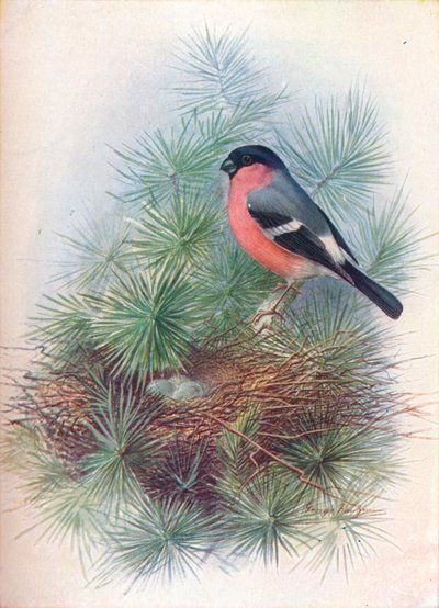 Bullfinch - Pyrrhua europaea, c1910, 1910 af George James Rankin