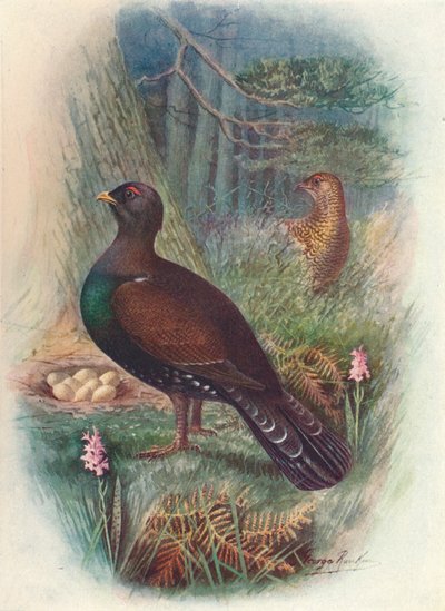 Capercaillie, c1910, 1910 af George James Rankin