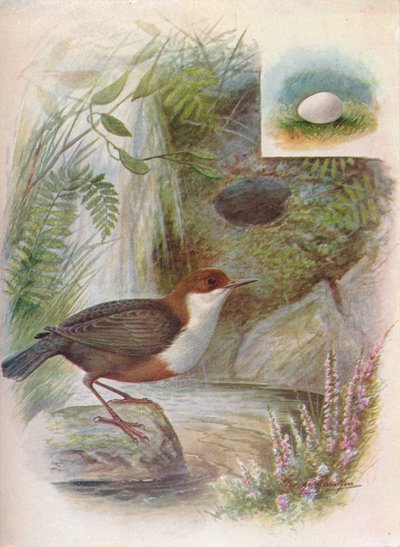 Dipper eller Vand-Ousel - Cinclus aquaticus, c1910, 1910 af George James Rankin