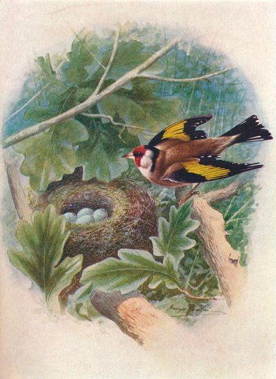 Guldfinke - Carduelis elegans, c1910, 1910 af George James Rankin