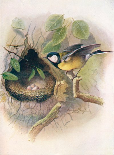 Stormejse - Parus major, c1910, 1910 af George James Rankin