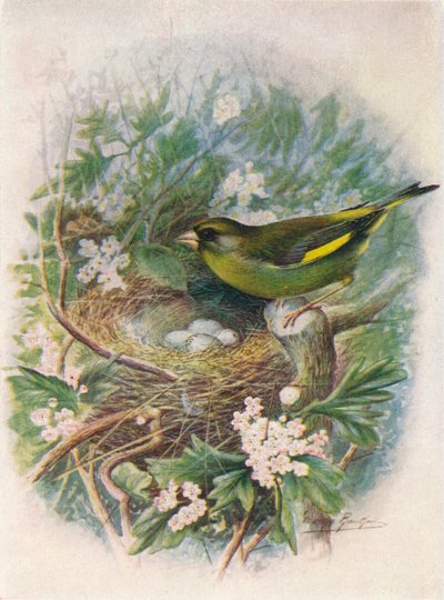 Grønfinke - Ligurinus chloris, c1910, 1910 af George James Rankin