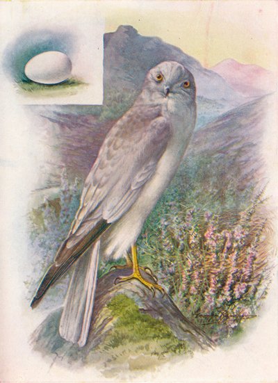 Hen-Harrier - Circus cyaneus, c1910, 1910 af George James Rankin