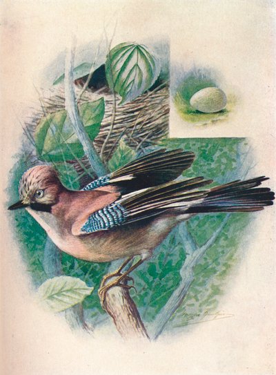 Jay-Garrulus glandarius, c1910, 1910 af George James Rankin