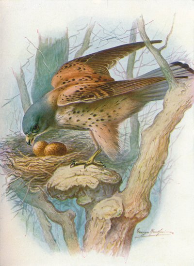 Kestrel - falco tinnunculus, c1910, 1910 af George James Rankin