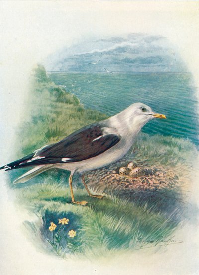 Lille sortrygmåge - Larus fuscus, c1910, 1910 af George James Rankin