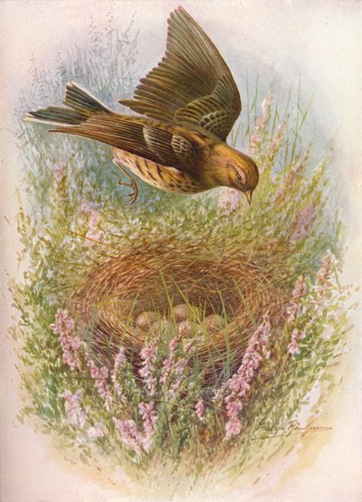 Eng-piber eller titlærke - Anthus pratensis, c1910, 1910 af George James Rankin
