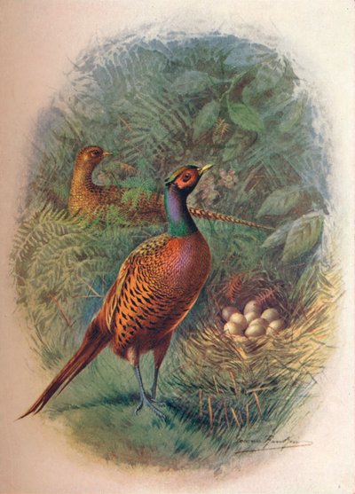 Fasan - Phasianus colchicus, c1910, 1910 af George James Rankin