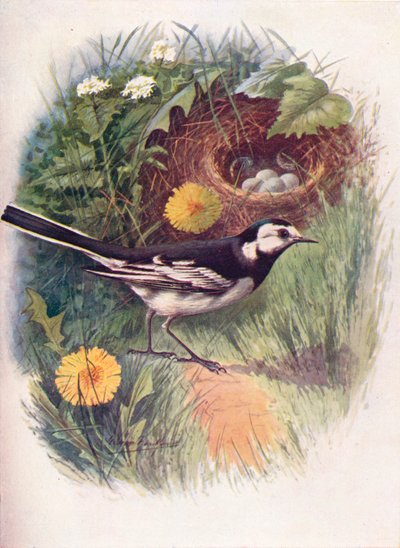 Pied Viptail - Motacilla lugubris, c1910, 1910 af George James Rankin