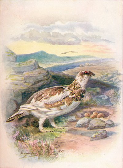 Rype - Lagopus mutus, c1910, 1910 af George James Rankin