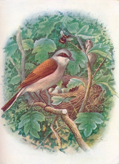 Rødrygget Shrike - Lanius collurio, c1910, 1910 af George James Rankin