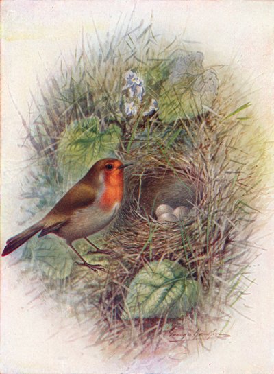 Rødbryst eller Robin - Erithacus rubecula, c1910, 1910 af George James Rankin