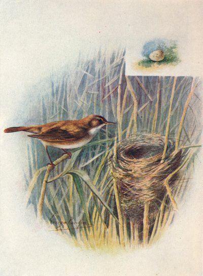 Rivsanger - Acrocephalus streperus, c1910, 1910 af George James Rankin