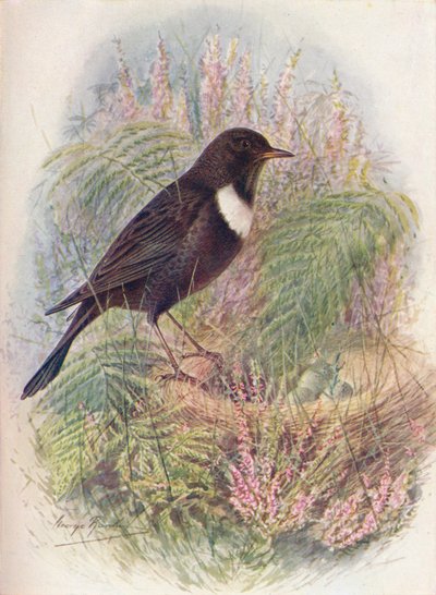 Ring-Ousel - Turdus torquatus, c1910, 1910 af George James Rankin