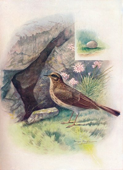 Rock-Pipit - Anthus obscurus, c1910, 1910 af George James Rankin