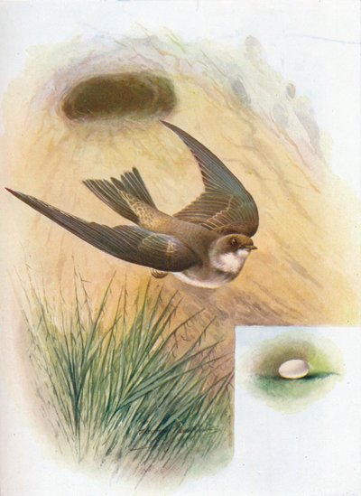 Sand-Martin - Cotil riparia, c1910, 1910 af George James Rankin