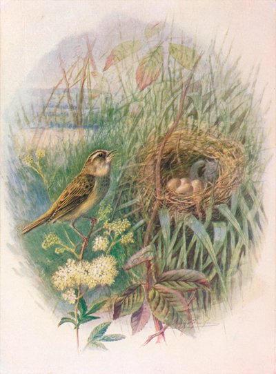 Sedge-Warbler - Acrocephalus phragmitis, c1910, 1910 af George James Rankin