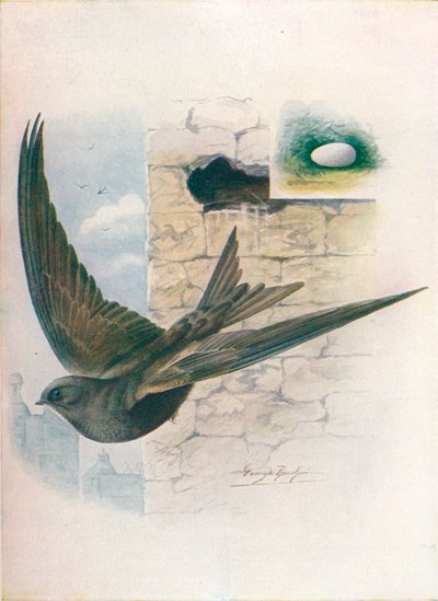 Swift - Cypselus apus, c1910, 1910 af George James Rankin