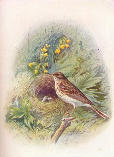 Træpiber - Anthus trivialis, c1910, 1910 af George James Rankin