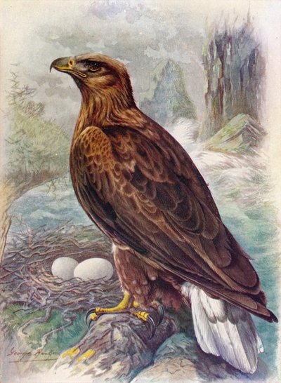 Havørn eller havørn - Haliaetus albicilla, c1910, 1910 af George James Rankin
