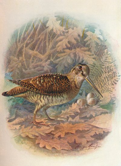 Skovsneppe - Scolopax rusticula, c1910, 1910 af George James Rankin