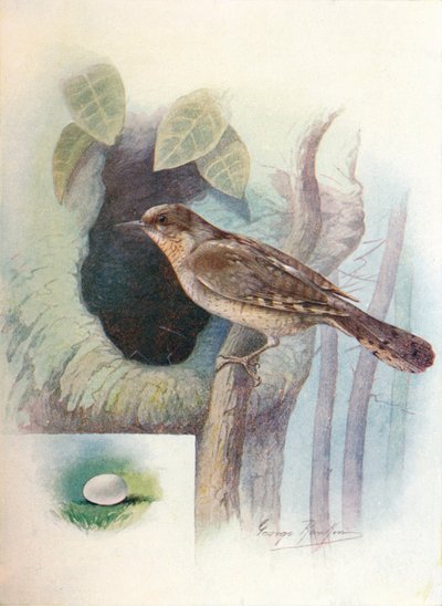 Wryneck - Iynx torquilla, c1910, 1910 af George James Rankin