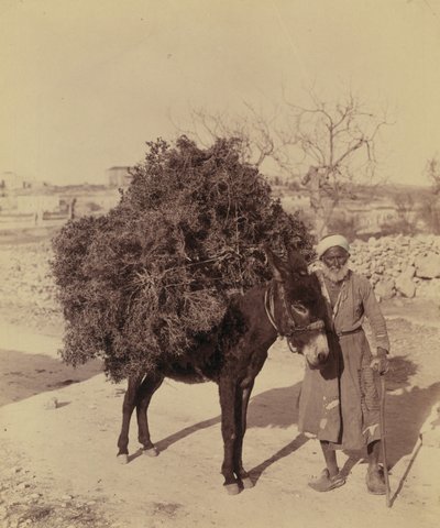 Æsel med last af rødder og kviste til brændstof, Palæstina, ca. 1900 (foto)) af Bartolome Esteban and studio Murillo