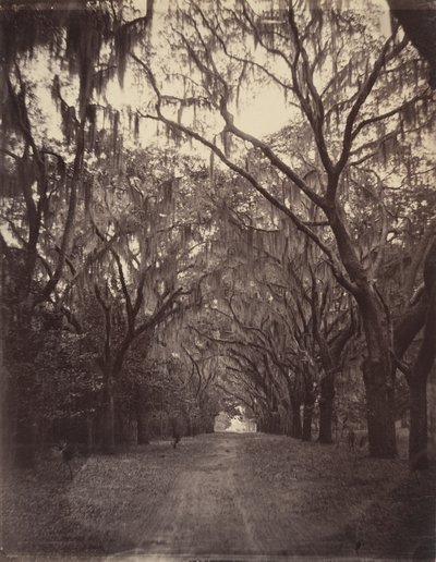 Bonaventure-kirkegården, fire mil fra Savannah af George N. Barnard