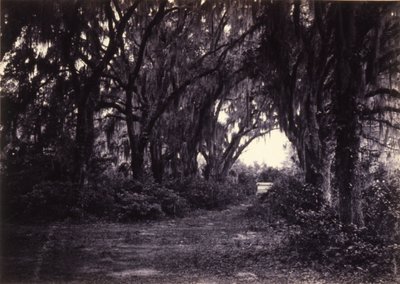 Bonaventure, Savannah, Georgia af George N. Barnard