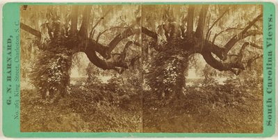 [Live Oaks, Magnolia-kirkegården] af George N. Barnard