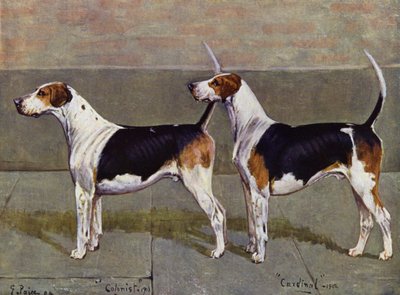 Puckeridge Foxhounds Colonist og Cardinal af George Paice