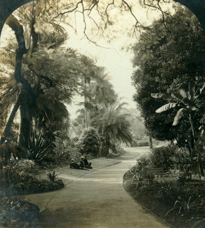 Pathway i Queens Park, Brisbane, Australien, c1909. af George Rose